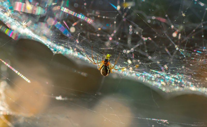 макро, природа, насекомые, тля, паук, паутина, блики, боке, солнце, macro, nature, insects, aphid, spider, spiderweb, glare, bokeh, sun, Завтрак на радугеphoto preview