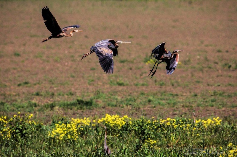 природа,птицы,серая цапля,цапля,весна,крым,россия,украина,опук,бердвочинг,фототур Полет photo preview