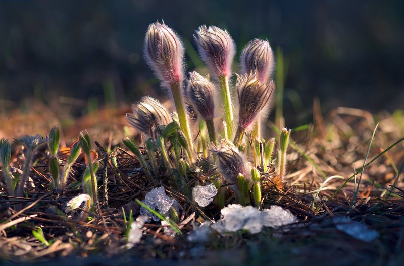 весна, март, цветы, сон-трава Под ласкою прильнувшего к ним солнца фото превью