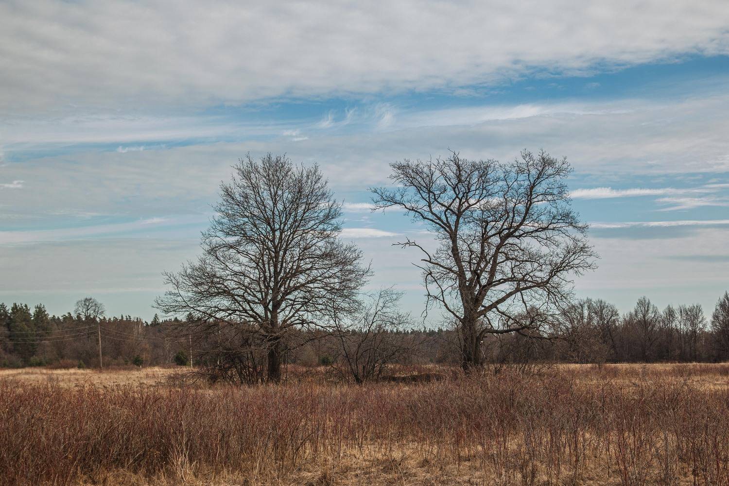 Ещё пока спящие дубы.... Автор: Владимир Васильев пейзаж, кулебаки, landscape, весна, spring, Владимир Васильев