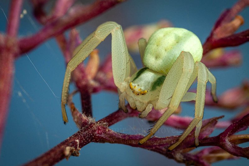 The flower crab spider Misumena vatia / Паук-бокоход Misumena vatia фото превью