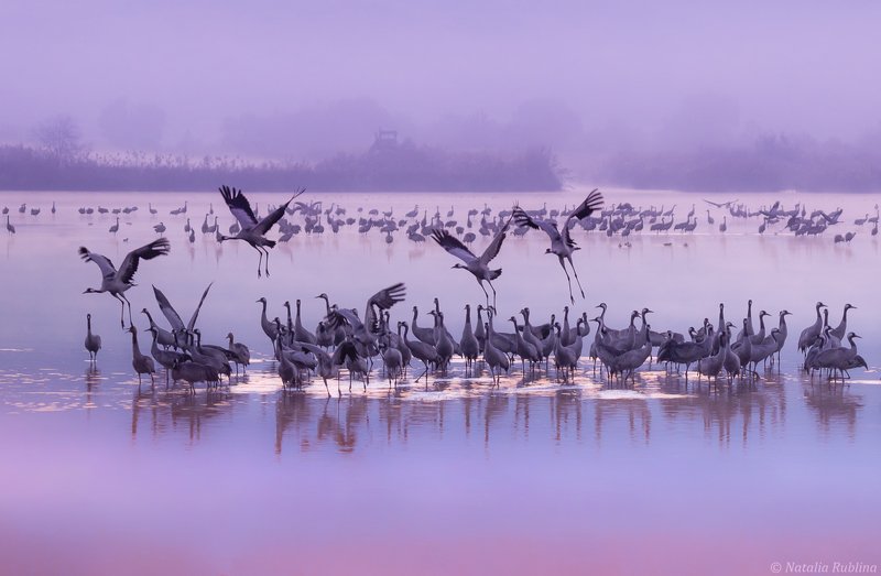 природа,птицы,животные,журавли,рассвет,утро,туман,стая птиц,магия природы,озеро Фиолетовое утро...photo preview