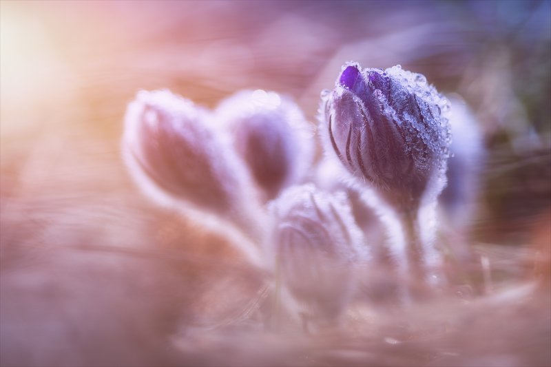 Весенние сны.photo preview