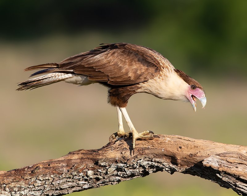 каракара, crested caracara, caracara, tx, texas, хищные птицы Crested Caracara  - Молодая Каракараphoto preview