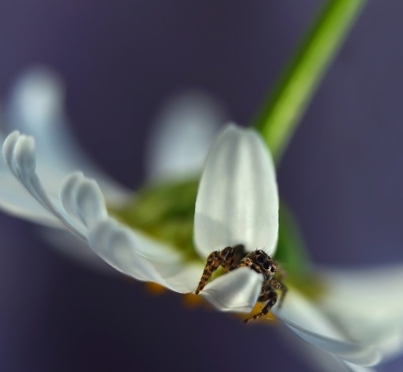 макро, насекомые, скакун, скакунчик, паук, макро мир, макросъемка, лето, цветок, ромашка, Любопытный малыйphoto preview