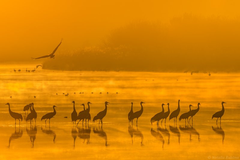 природа,птицы,животные,журавли,рассвет,утро,туман,отражения,стая птиц,магия природы,золотой туман Журавушки в золотом тумане на рассвете...photo preview