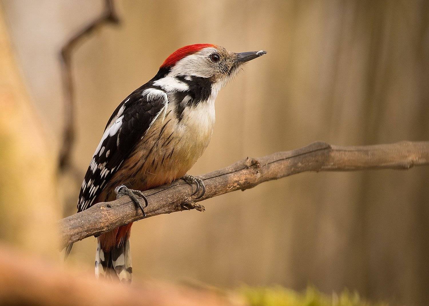 Middle spotted woodpecker. Автор: Robert Adamec , Robert Adamec