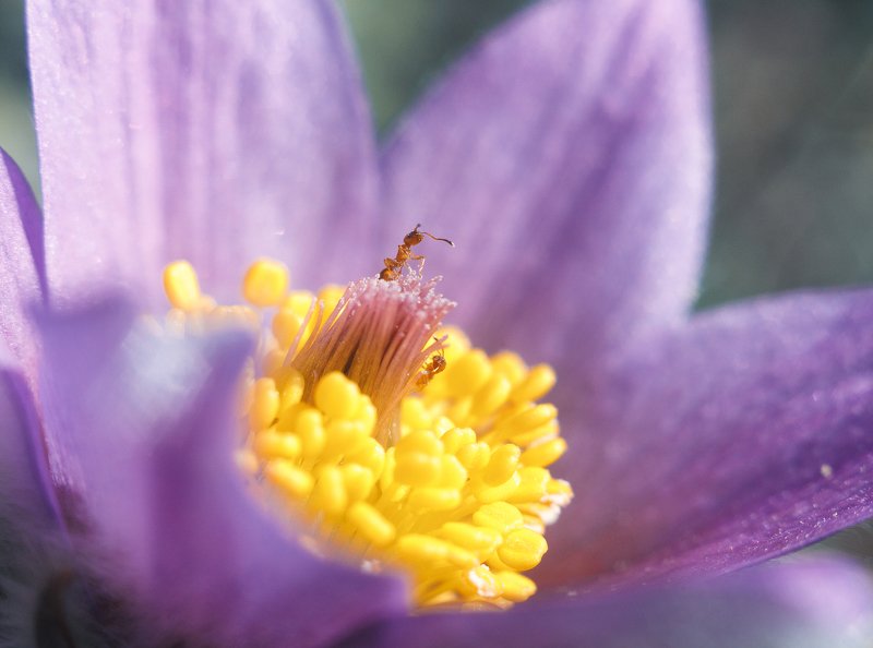 Природа, цветок, крупный план, растение, тычинка, пыльца, лепесток, сон-трава, муравей, nature, flower, close-up, plant, stamen, pollen, petal На пьедестале photo preview