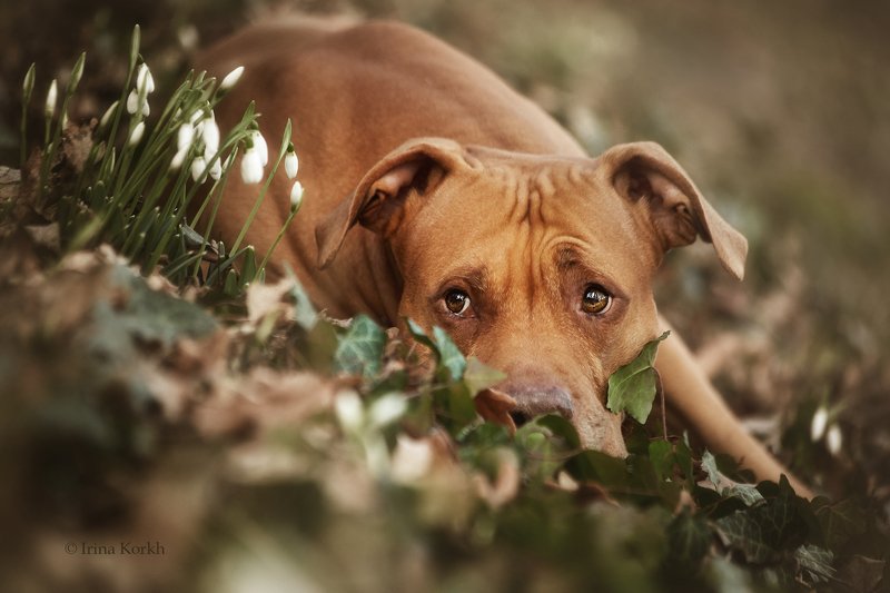 собака, питбуль, пит, подснежники, лес Что это там?photo preview