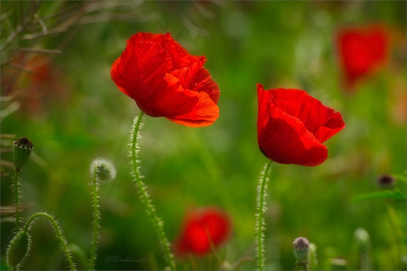 цветы, флора, весна, макро Красный весеннийphoto preview
