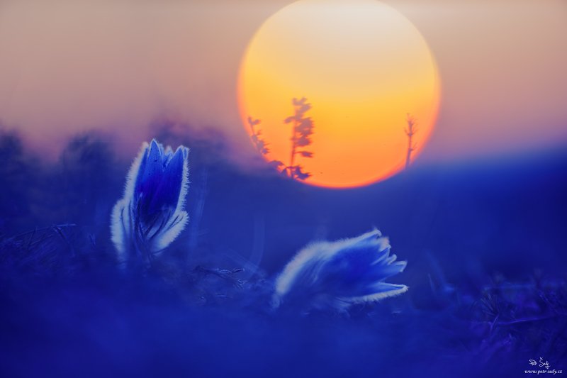 ko, 120m/1.8 Sunrise фото превью