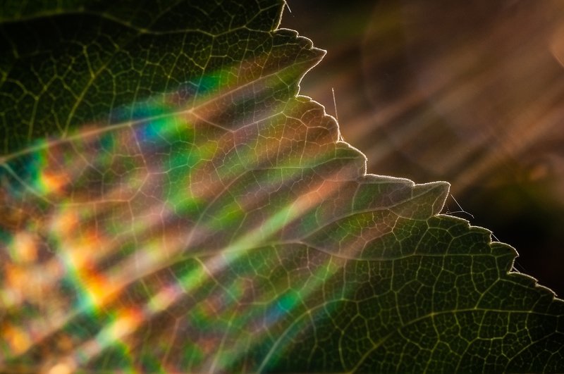 макро,флора,растения,лист,утро,солнце,лучи,свет, радуга, цвет,macro, flora, plants, leaf, morning, sun, rays, light, rainbow, color, closeup Оптическая мудрёность Вегиphoto preview