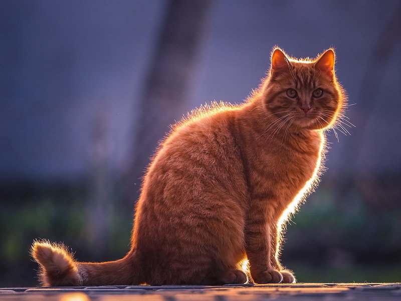 Кузяphoto preview