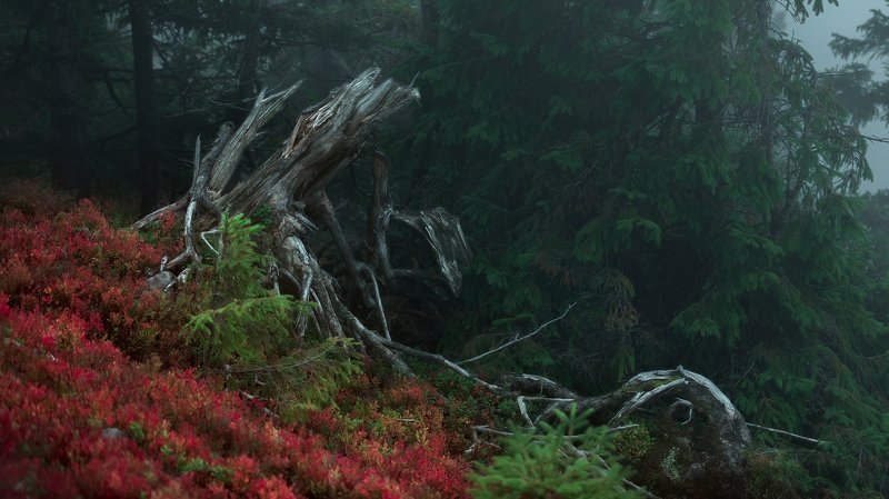 пейзаж Сказочный лесphoto preview