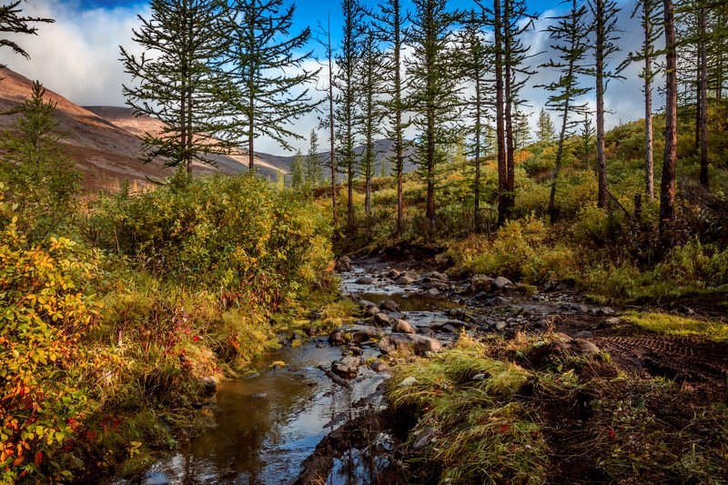 norh, север, крайнийсевер, арктика, плато, платопуторана, путорана, норильск, лето, лес, тундра, зелень, трава, горы Среди северных горphoto preview