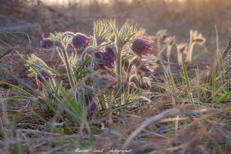 #nature, #туман, #лес, #oсень, #украина, #карпаты, #пейзаж, #закат, #туман, #солнце, #свет, #mountain range, #mountains, #туризм, #лес, #nature, #природа, Квітуча Сон-трава ...(26.03.2020)photo preview