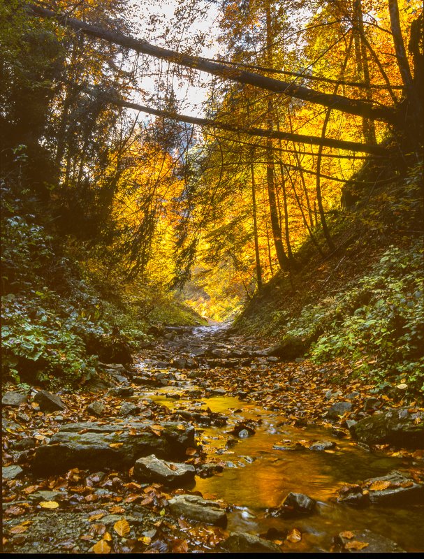 carpathians, carpathian mountains, pasture, countryside, picturesque, pine, tranquil, wood, rural, mountains, foliage, wonderland, land, meadow, field, scenic, tourism, season, house, autumn, mountain, landscape, fall, background, beautiful, tree, outdoor Autumn foliage trees in the Carpathian mountains. Fuji Velvia filmphoto preview