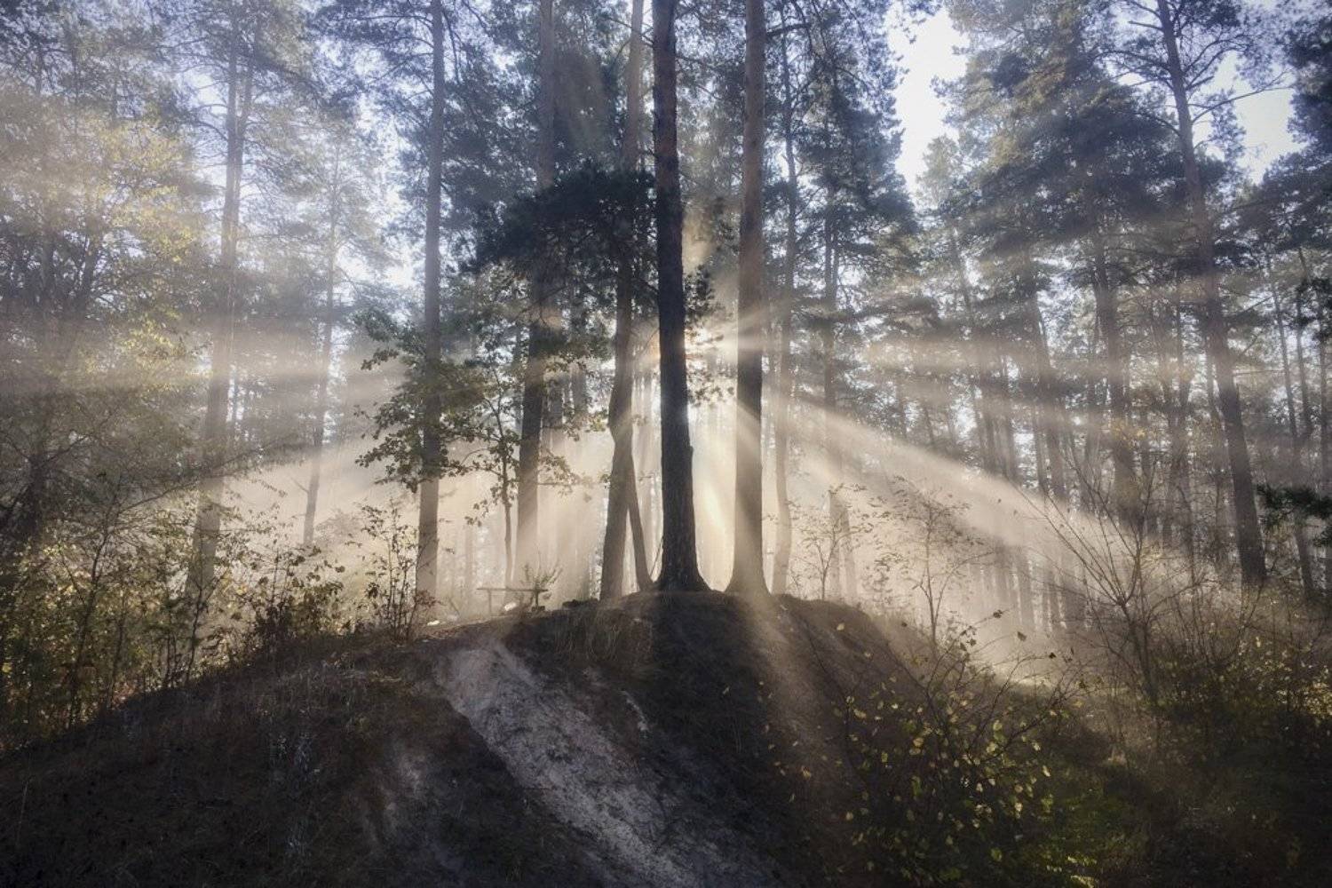 природа, лес, утро, пейзаж, рассвет, Piligrim