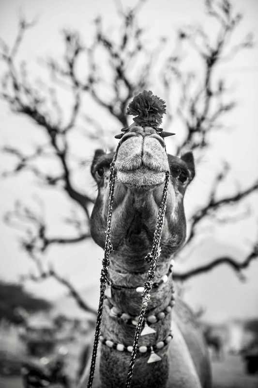 camel crown Camel Crownphoto preview