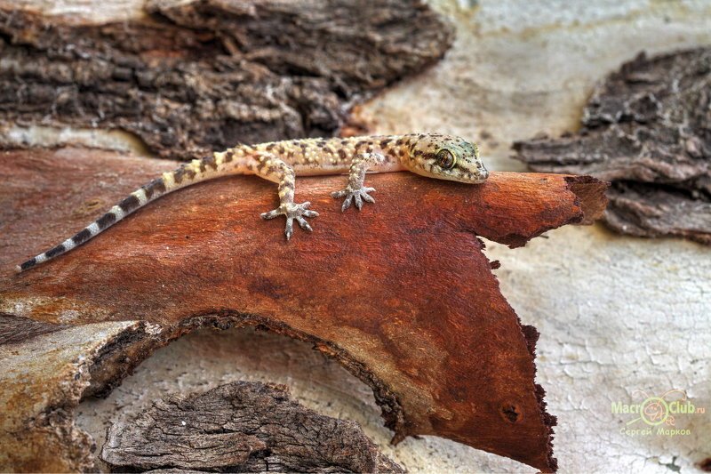 hemidactylus, turcicus, турецкий, полупалый, геккон, израиль, israel, эвкалипт Под корой эвкалиптаphoto preview