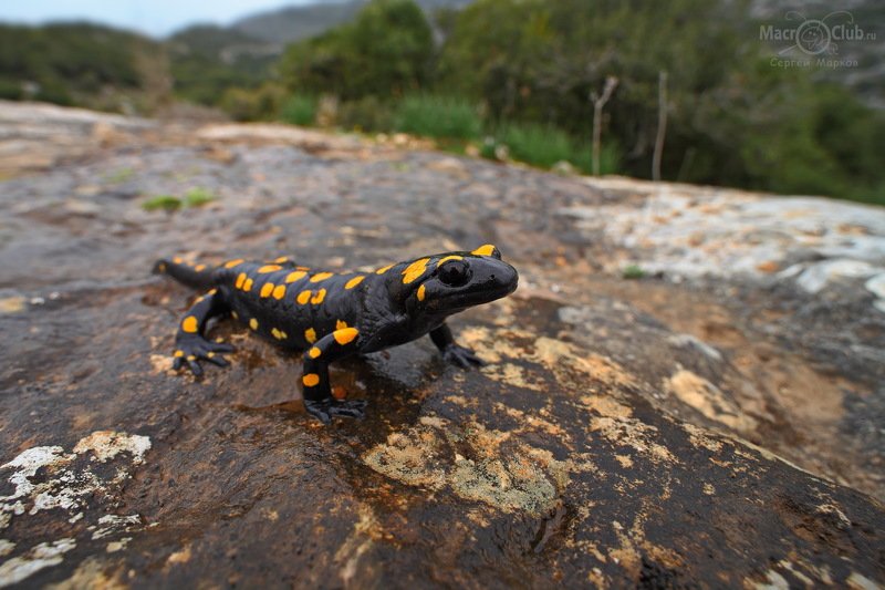 ближневосточная, огненная, саламандра, near eastern, fire, salamander, salamandra, infraimmaculata, израиль, israel Саламандраphoto preview