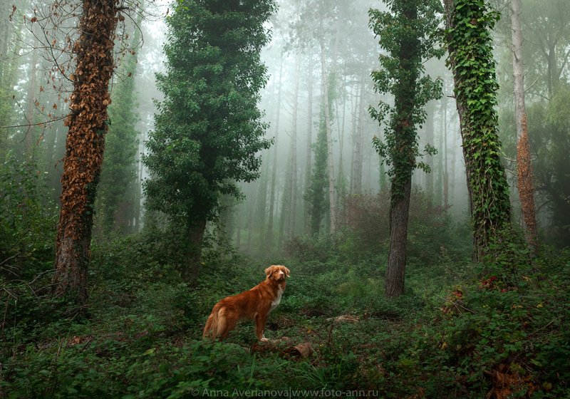 в лесуphoto preview