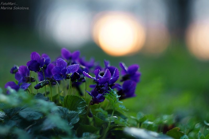 Доброе утро...photo preview