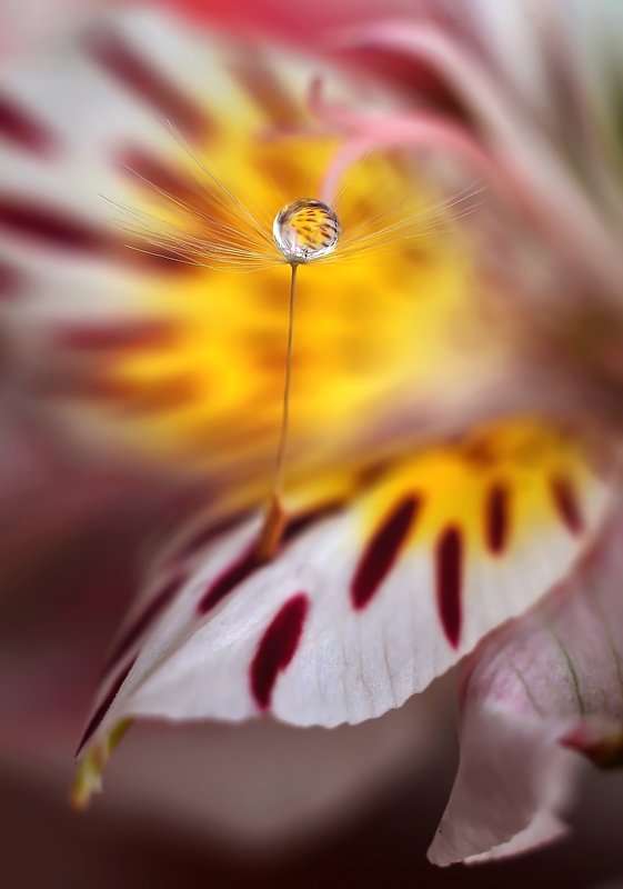 макро, макро мир, цветок, капля, одуванчик, парашютик, природа, волшебство,  Цветочный парашютик photo preview