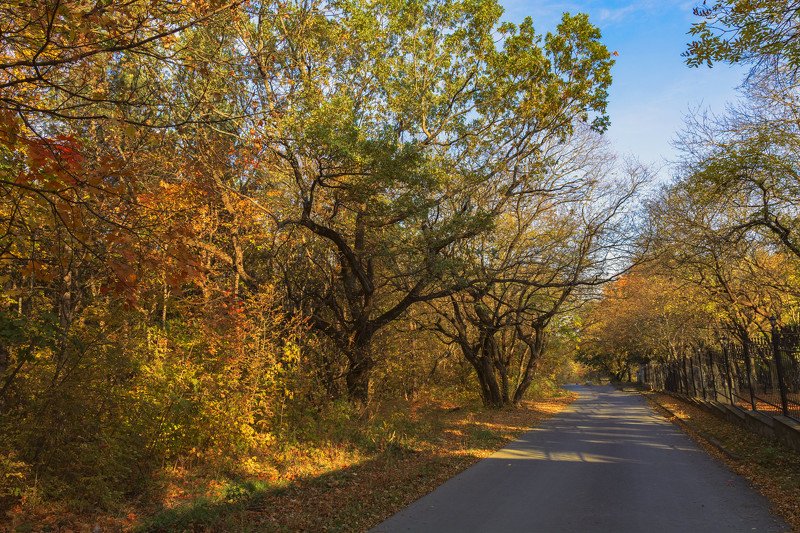 дорога в осеньphoto preview