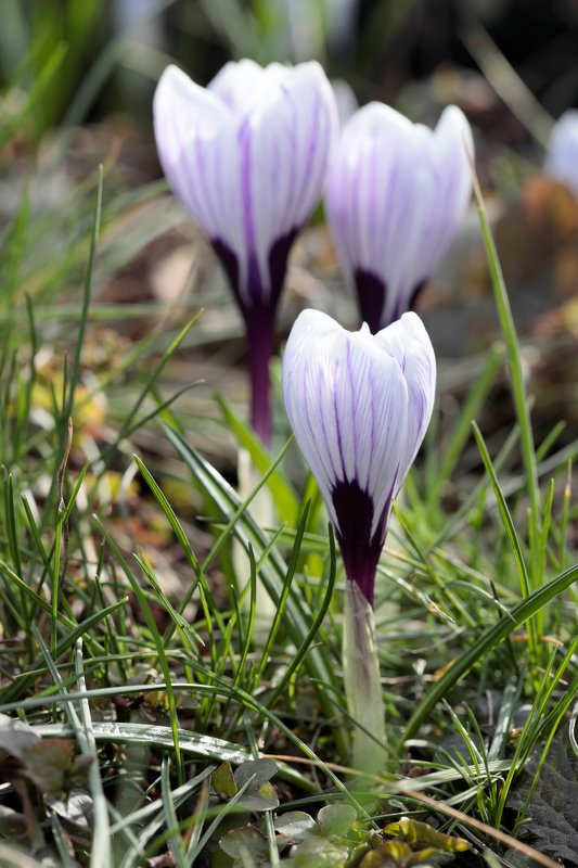 крокус, природа, цветы, весна Крокусыphoto preview