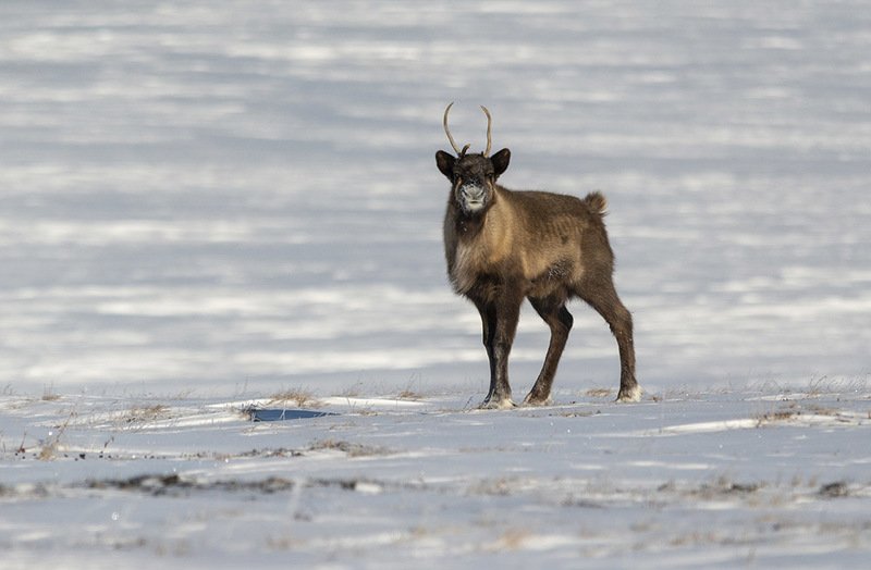 чукотка, олень, тундра, северный олень, зима, снег Молодойphoto preview