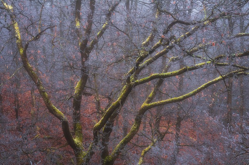 trees,nature,hungary Medusaphoto preview