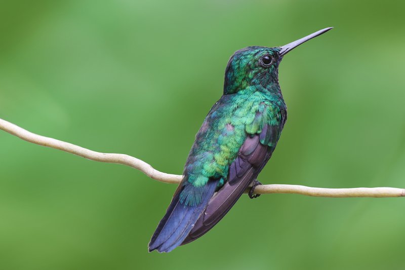 abaetetuba;pará;brazil;amazon Restingphoto preview