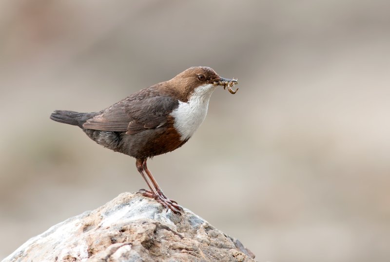 Оляпкаphoto preview