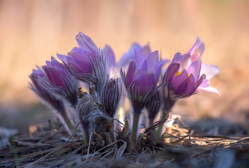весна, цветы, сон-, трава Весенний хоровод фото превью