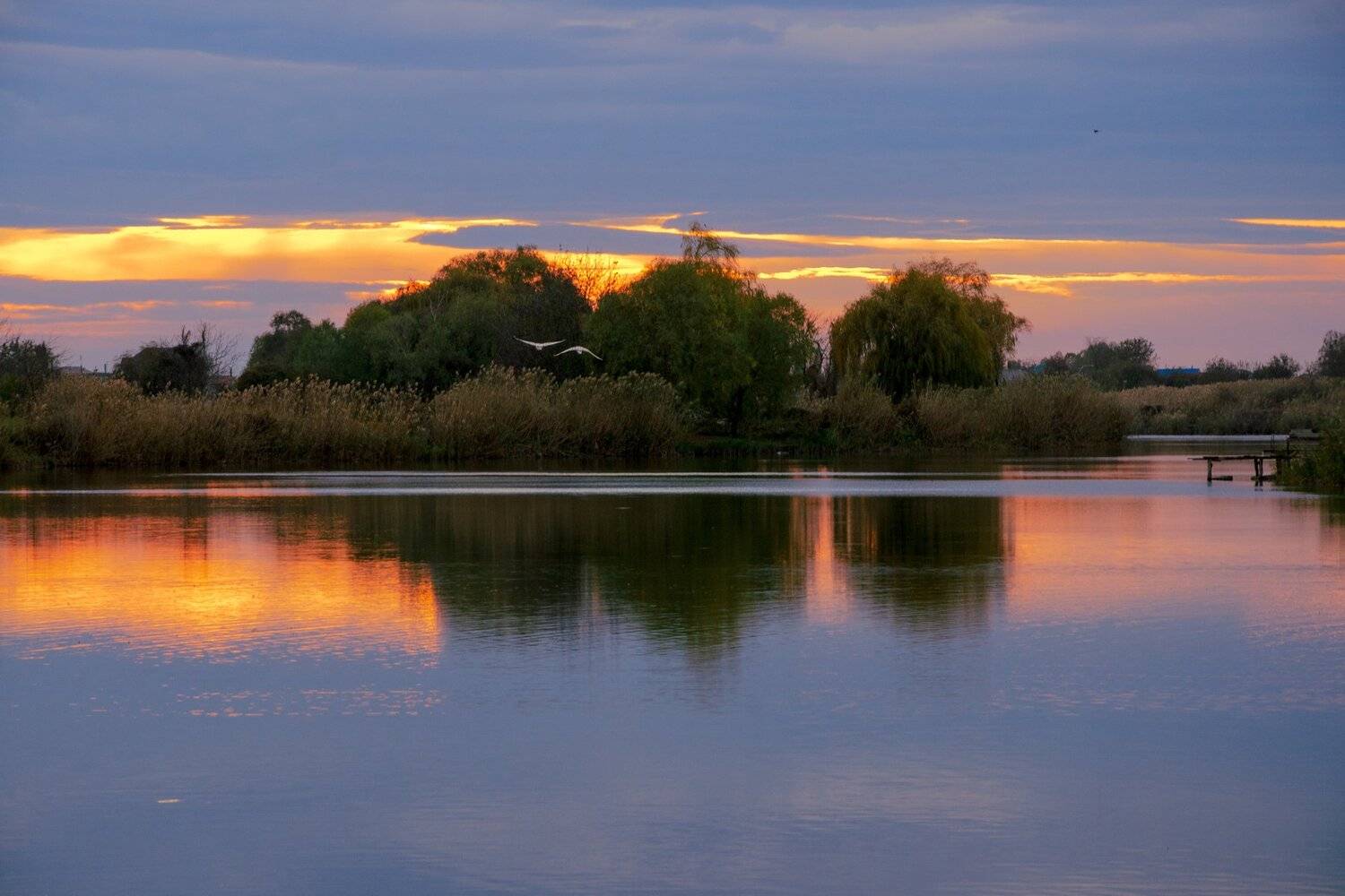 Лебеди. Автор: Алексей Рыльский закат, Алексей Рыльский