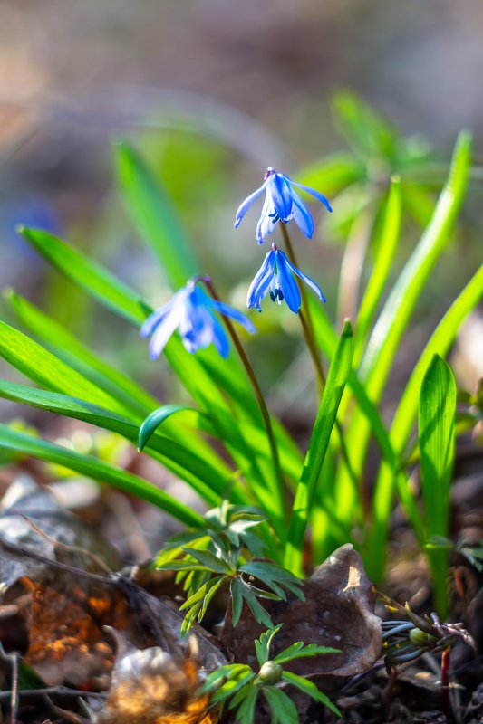 пролески, подснежники, первоцветы, лес, воронежский заповедник, весна photo preview