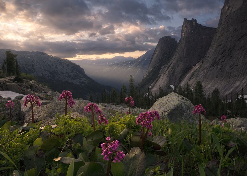 Purple Guardianphoto preview