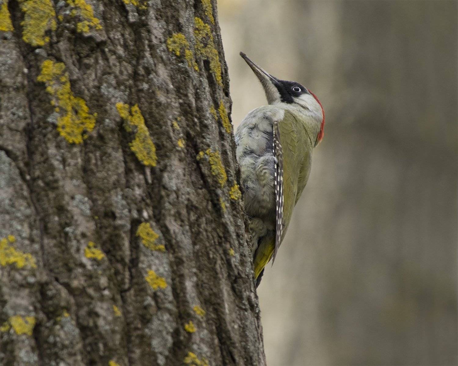 Зеленый дятел. Автор: Евгени Стефанов , Евгени Стефанов
