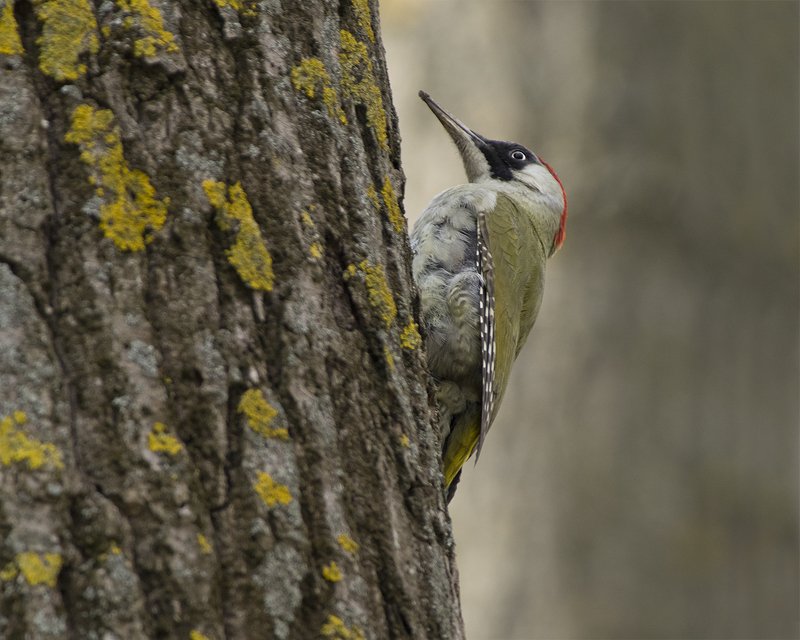 Зеленый дятелphoto preview