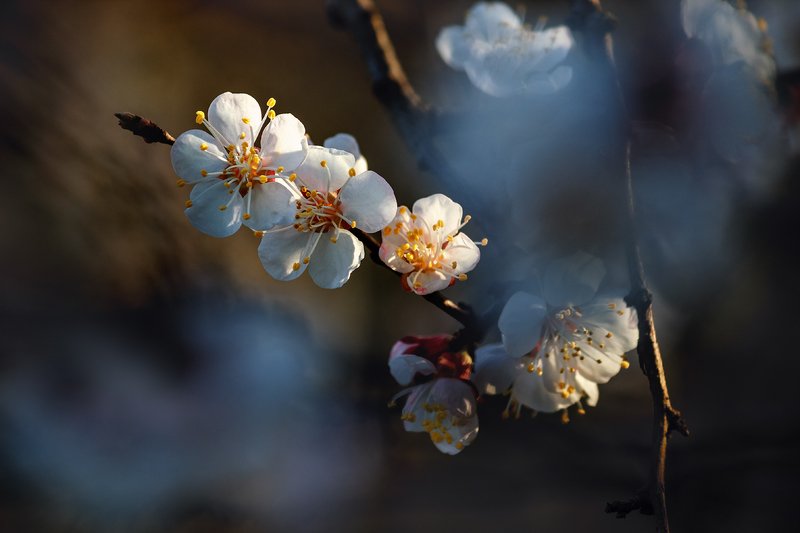 canon 55-250, beautiful, красивый, moment, момент, nature, природа, spring, весна, весенний, blossoming, цветущее, tree, дерево, apricot, абрикос, Весь мир тихонько просыпается от сна...photo preview