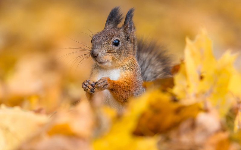 белка, осень,  природа, животные, фотоохота, естественная среда, жёлтый Хорошее настроение.photo preview