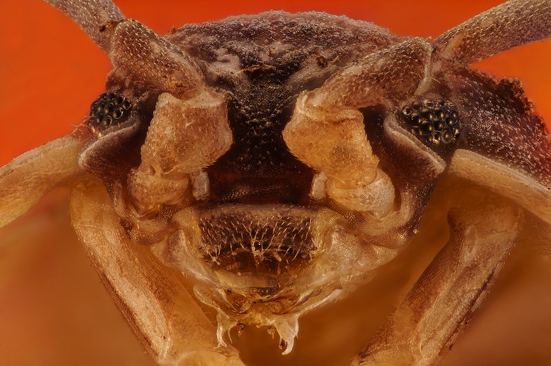 насекомое макро супермакро nikon cfi plan achromat 10x photo preview