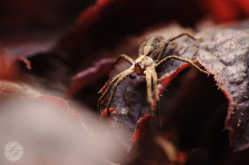 Tokina, Nikon,  Spiderphoto preview