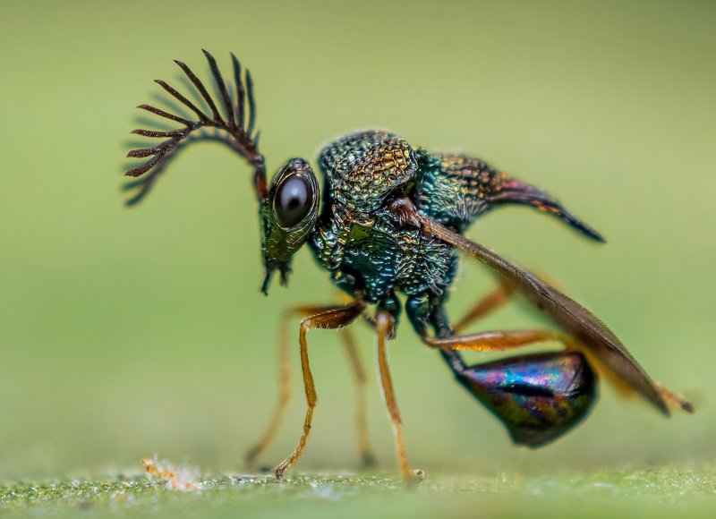 macro wildlife closeup insects spiders Parasitic waspphoto preview