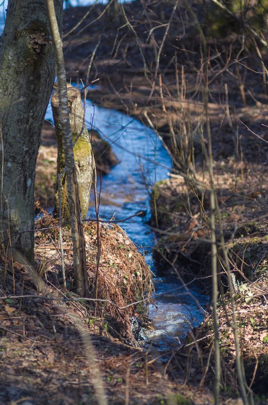 And Spring herself when she woke at dawn...photo preview