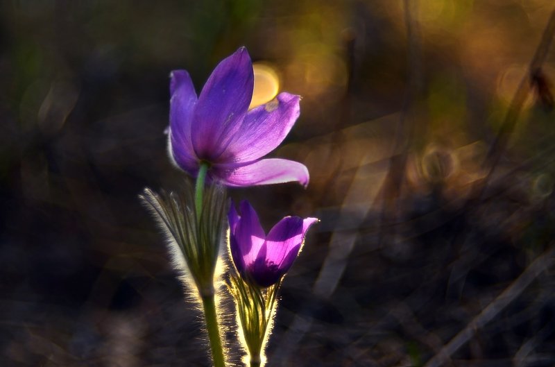 природа, весна, пробуждение, цветы, свежесть, волшебство, сон-трава, первоцветы Сон-траваphoto preview