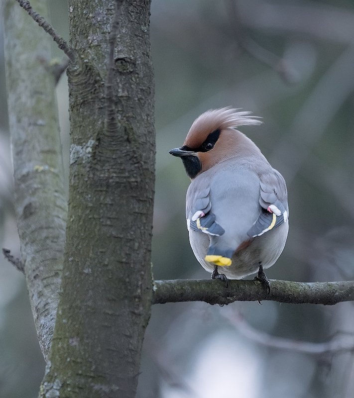 природа, птицы, свиристели, прилетели Свириphoto preview