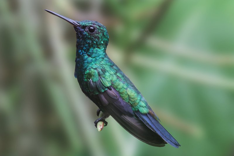 abaetetuba;pará;brazil;amazon Restingphoto preview