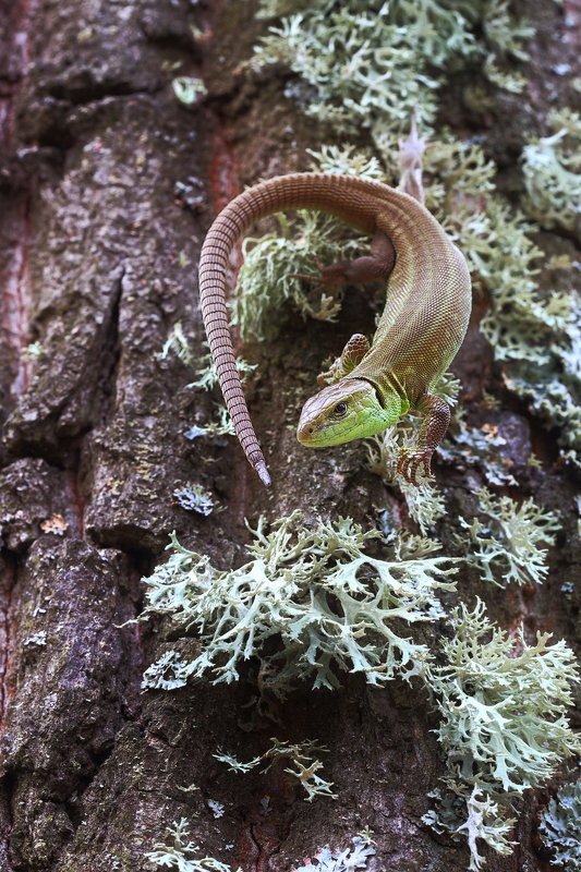 прыткая, ящерица, lacerta, agilis, эверния, сливовая, evernia, prunastri, дубовый, мох, самарский, лес Во мхах дубовыхphoto preview